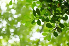 一天一首古诗词 | 唐诗，杜牧《叹花》图片