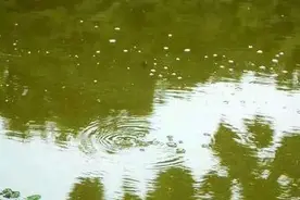 辨别不同的鱼“星泡"，就知窝里来什么鱼了图片