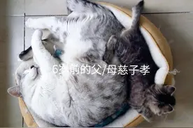 猫打架的时候千万不要近距离围观和拉架图片