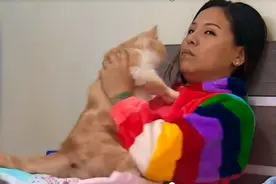 2017年，上海39岁孕妇为养51只宠物猫，瞒着丈夫打掉四个月胎儿图片