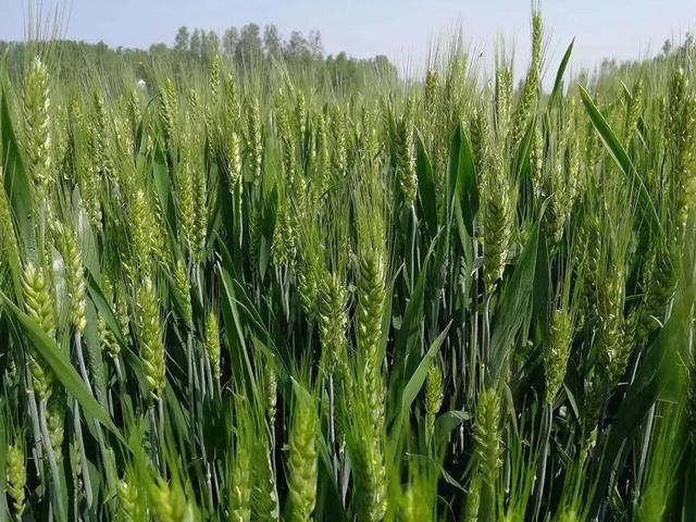 氨基酸水溶肥和磷酸二氢钾有啥区别？哪个比较好？老农告诉你答案