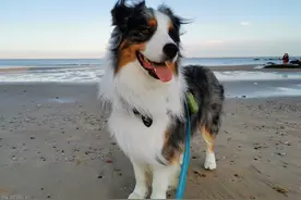 边牧到底有多聪明？网友：宝藏级狗狗图片