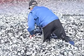 日本大量沙丁鱼搁浅，绵延300米鱼尸深没膝盖，沙丁鱼为何易死？图片
