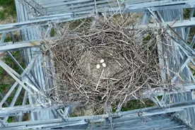 废旧电杆如何变废为宝成人工鸟巢？国网吉林这么做！|绿会研究室图片