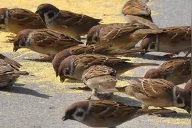 如今麻雀泛滥，却为何没有人敢抓？没有灭绝的风险却还要被保护？图片