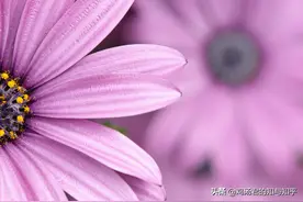 杨绛：用生活所感去读书，用读书所得去生活吧图片