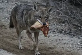 母狼产子时无食物，老猎人送猪头救活狼崽，数年后狼群前来报恩图片