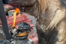 在尼泊尔一个名叫巴格瓦蒂·帕兰乔克的寺庙中，有一只怪异的山羊图片