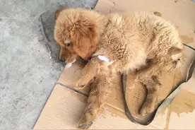 犬瘟后遗症，真的很严重！图片