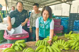 台湾香蕉价格崩盘屏东蓝绿候选人献策，蕉农反应：帮助不大图片