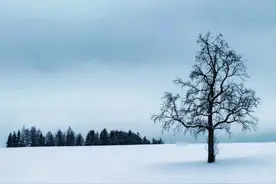 大雪诗词丨瑞雪兆丰年，思念满人间图片