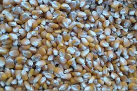 10月28号玉米小麦价格图片