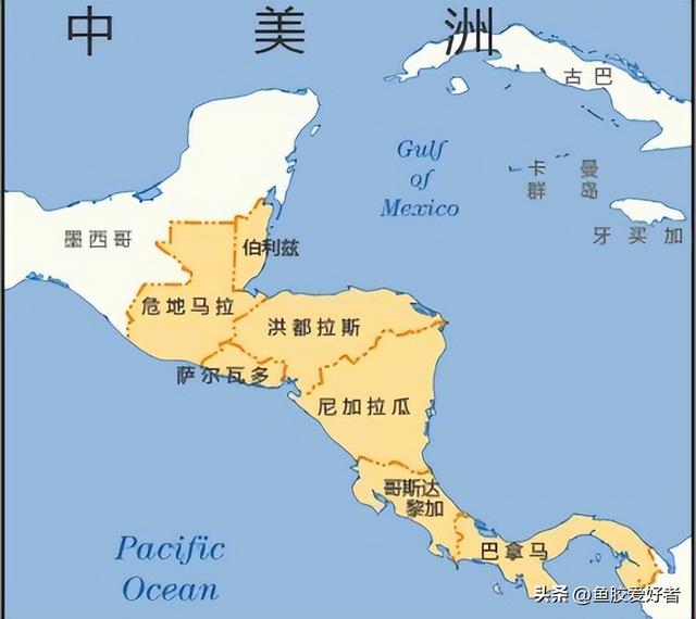 鱼胶的产地哪里最好 2026年鱼胶的产地哪里最好最正宗