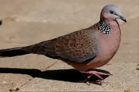 随处可见的斑鸠，却不会筑巢？斑鸠到底“能不能吃”？图片