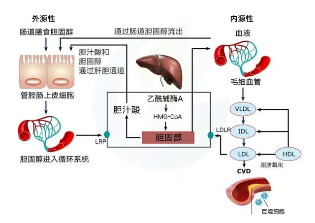不想长胆结石，切记这6类食物要少吃！胆结石患者尤其需要注意