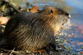 上海多地现巨型“老鼠”，重达10斤祸害农作物！为何不能吃不能打图片