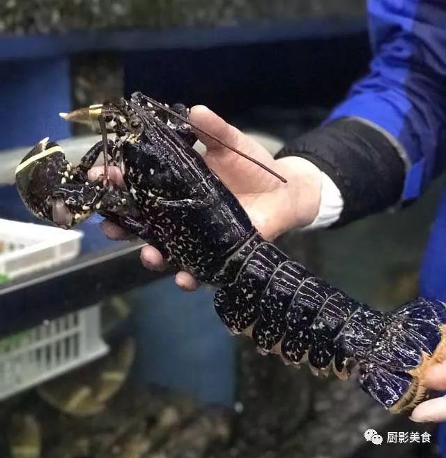 40头的花胶是几级 2025年花胶40头是什么意思?