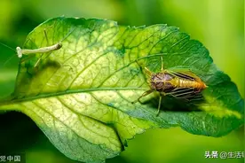 诗意24节气｜春意藏，夏初长，风暖人间草木香图片