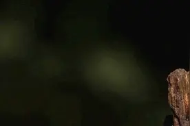 腾讯会议怎么录音图片