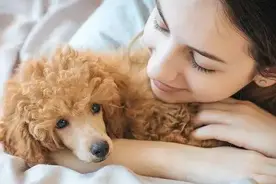 想要养贵宾犬？它们的优缺点你能接受几个呢图片