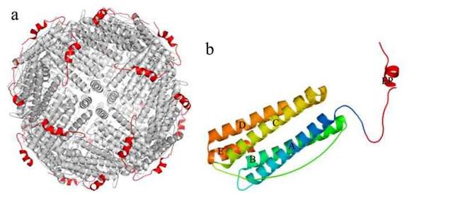 人体铁吸收及植物铁蛋白补铁特性研究进展
