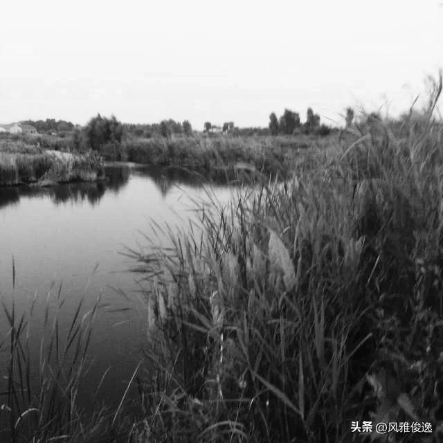 榆树湾之恋（近现代情感故事连载二十四篇）