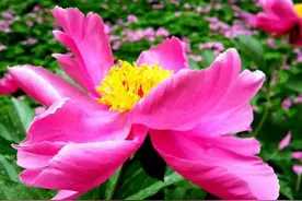 宋朝的那些女人们（四）最凄惨的女人——赵福金图片