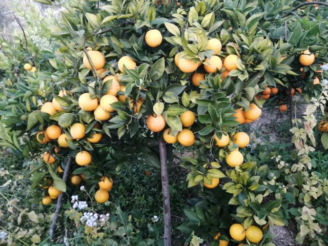 注意！清园前需先恢复树势，采后15天内淋水肥，否则落叶严重