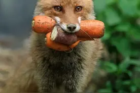 “我想养一只狐狸当宠物，到底刑不刑？”图片