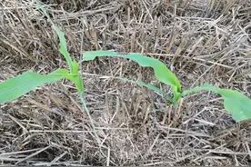 甲维盐几个黄金搭档，杀虫效果更厉害图片