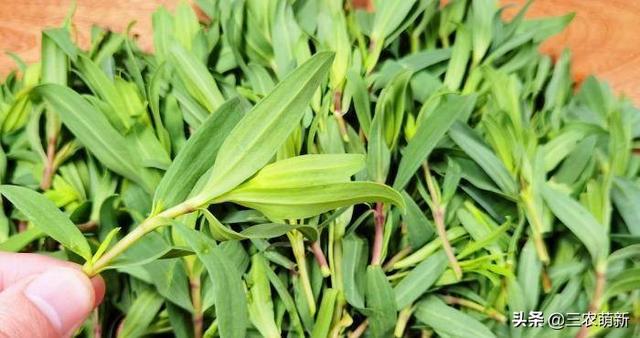 山苜楂：长在荒山野岭中，常用来包饺子，北方人爱吃