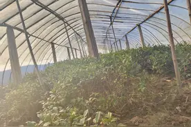 大棚里种茶叶，带动灵寿南营村117户村民脱贫增收图片