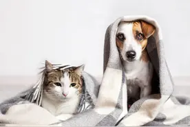 从“男不养猫，女不养狗”民间忌讳看养狗的真实祸患图片