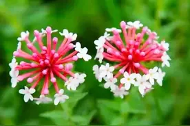 狼毒花—猫儿眼根草图片