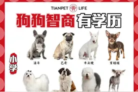 狗狗智商排行你家狗狗什么学历？图片
