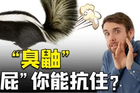 一个屁能把人熏昏？“臭鼬”为何是世界上最臭的动物？真辣眼睛图片