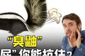一个屁能把人熏昏？“臭鼬”为何是世界上最臭的动物？真辣眼睛图片