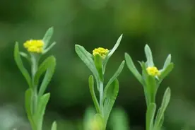 万物有灵 | 草中燕窝鼠耳香——鼠麴草图片