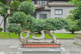 相伴三十年：一盆小榕树的前世今生图片