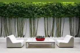 庭院绿化，这几种四季常青的庭院树种，你了解吗？图片