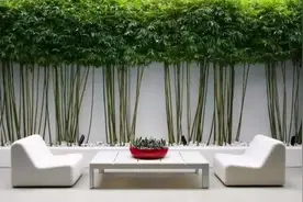 庭院绿化，这几种四季常青的庭院树种，你了解吗？图片