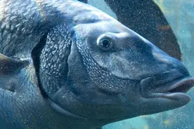 一招鲜——打“浮窝”引钓肉食性大鱼图片