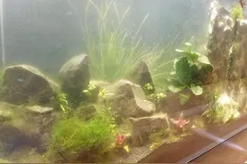 鱼缸水浑浊快速解决！这8招，简单方便不伤鱼图片