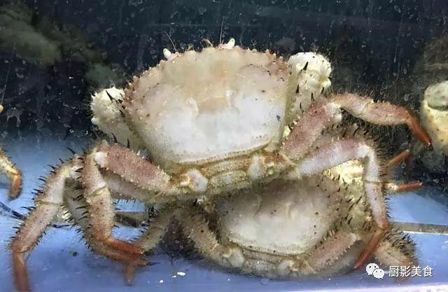 40头的花胶是几级 2025年花胶40头是什么意思?