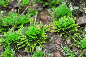 爬山时遇到“还魂草”，顺手挖一棵栽家里，好处至少有3点图片