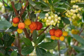 空腹不宜吃这几种水果，再馋也要忍住图片