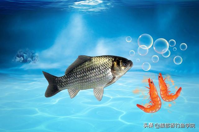 什么物质能在冬季钓鱼时让鱼开口？冬季给鱼促进开口的几种物质
