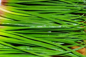 一杀菌，二通便，三保护肝脏，鲜嫩营养高，可惜很多人当垃圾扔了图片