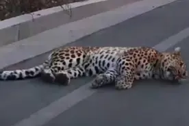 山西发生动物交通事故，一级保护动物被撞倒，司机有责任吗？图片