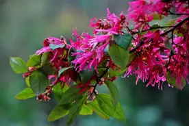 花开似火！红花檵木绽放浓浓“春意”图片